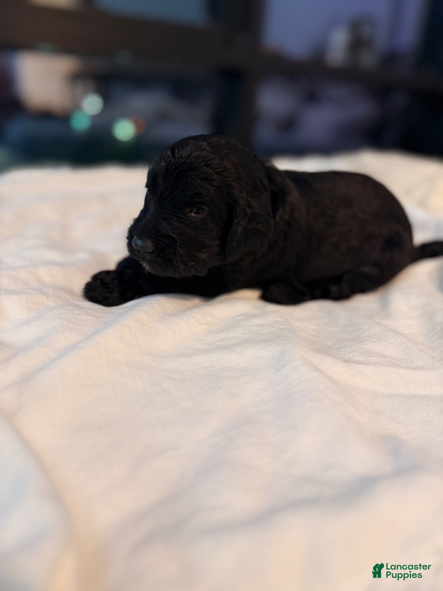 Double Doodle dogs for sale: Bismuth - Ad 1