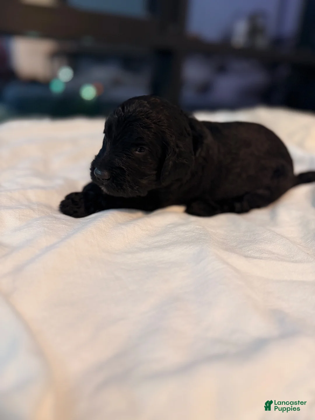 Double Doodle dogs for sale: Bismuth - Ad 1