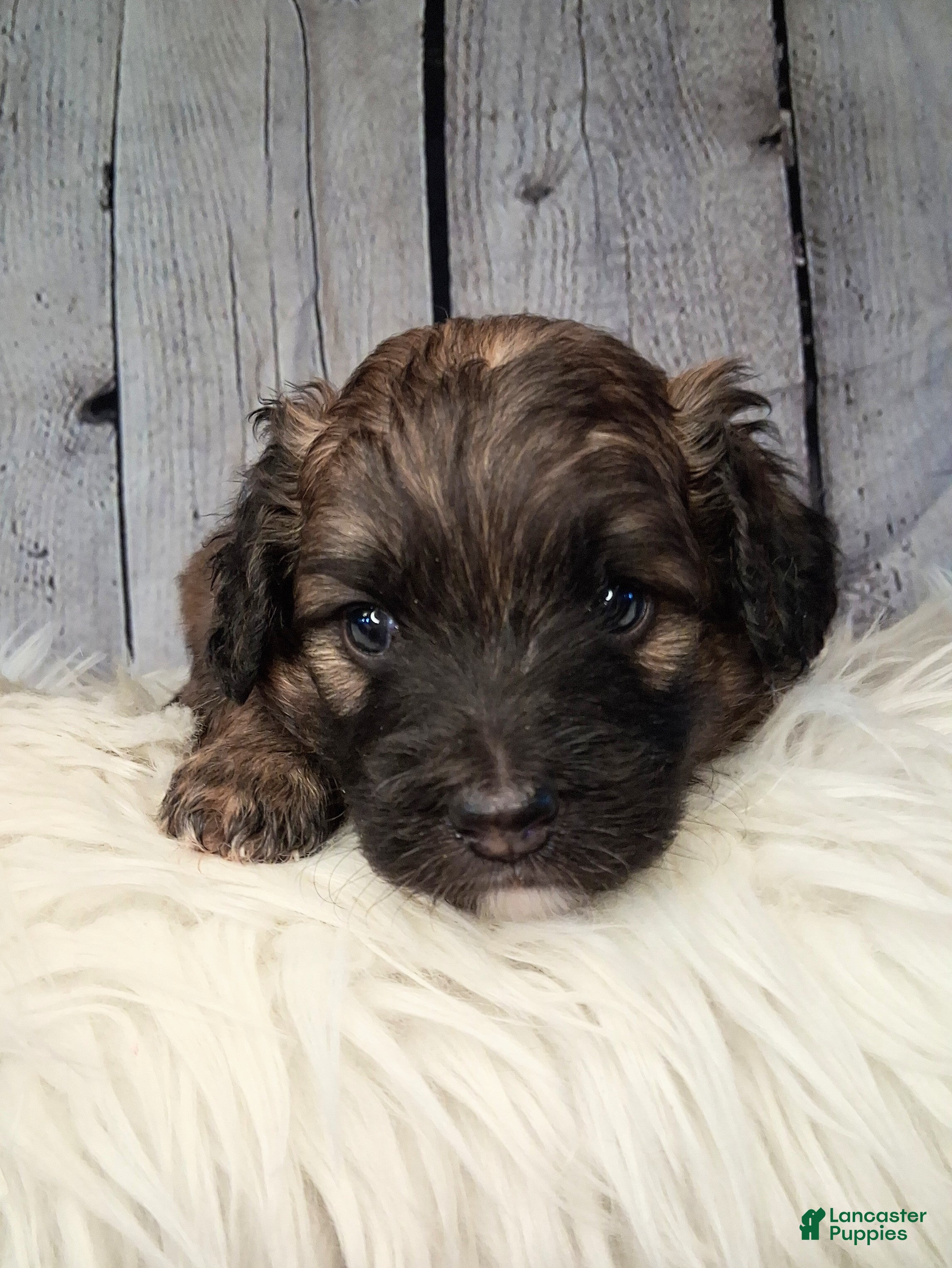 Saint Berdoodles dogs Sergeant Stubs - Mini Saint Berdoodle - Ad 1