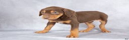 Catahoula Leopard Dog dogs for sale: Jewel - Ad 3