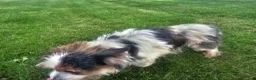 Yorkshire Terrier dogs for sale: Yorkshire Terrier Puppy 3 - Ad 3