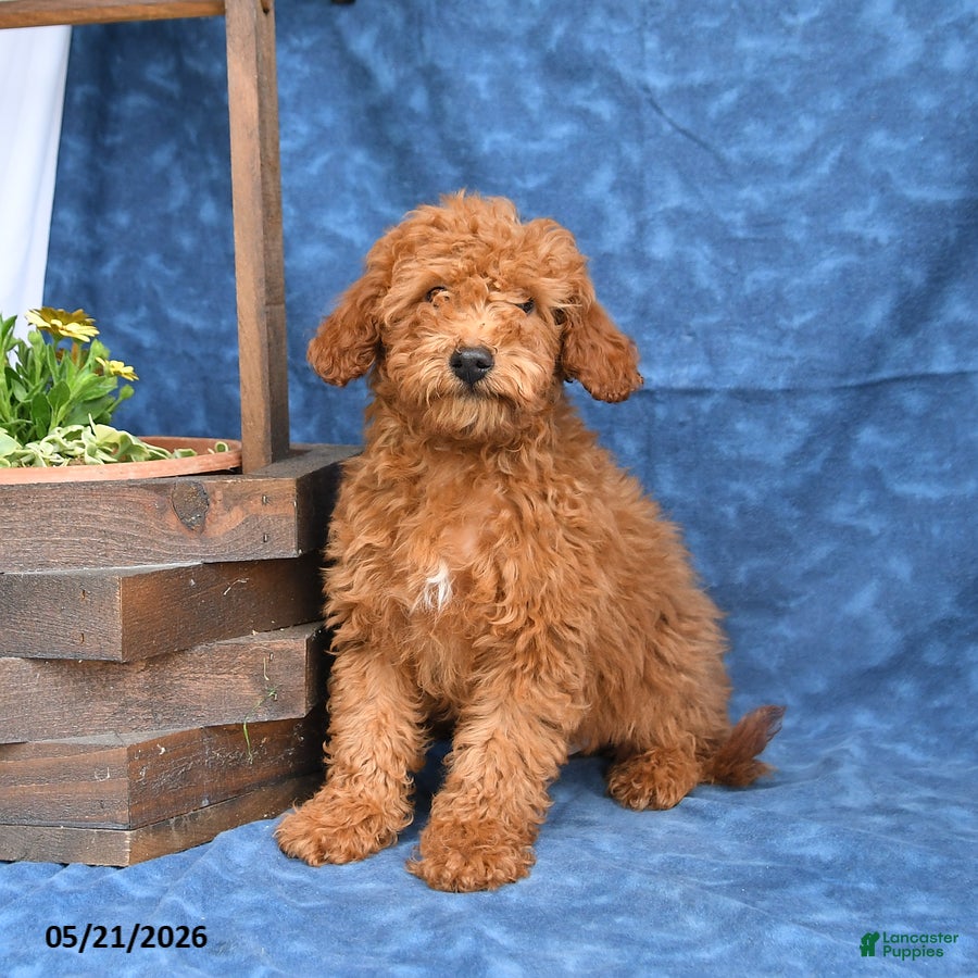 Mini Goldendoodle dogs for sale: Bowser - Ad 1