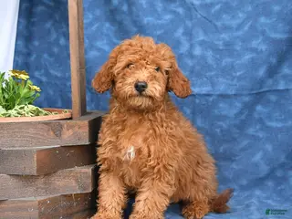 Mini Goldendoodle dogs for sale: Bowser - Ad 1
