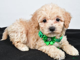 Maltipoo dogs - Ad 38