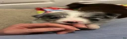 Border Collie dogs for sale: Jason Crabb - Ad 5
