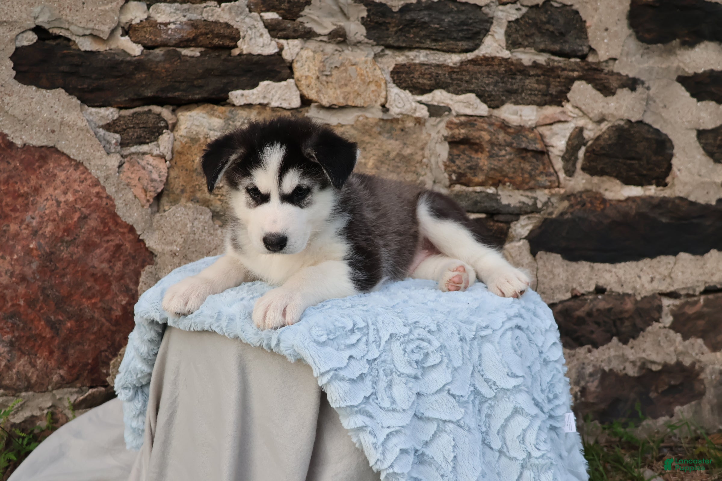 Alaskan Malamute dogs Blaze - Ad 2