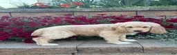 Cocker Spaniel dogs for sale: Cowboy  - Ad 3