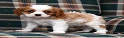 Cavalier King Charles Spaniel dogs for sale: Connor - Ad 1