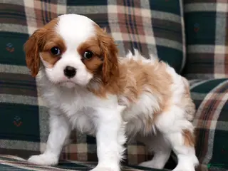 Cavalier King Charles Spaniel dogs for sale: Connor - Ad 3