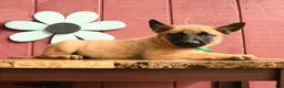 Belgian Malinois dogs for sale: Princess - Ad 3