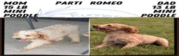 Miniature Poodle dogs for sale: Saint - Ad 11