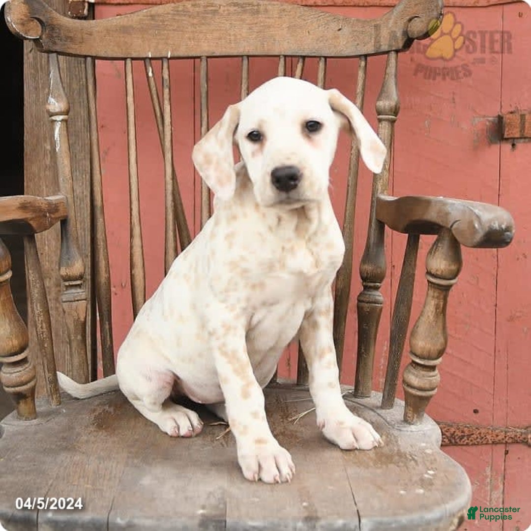 Gallery Image {{count}}