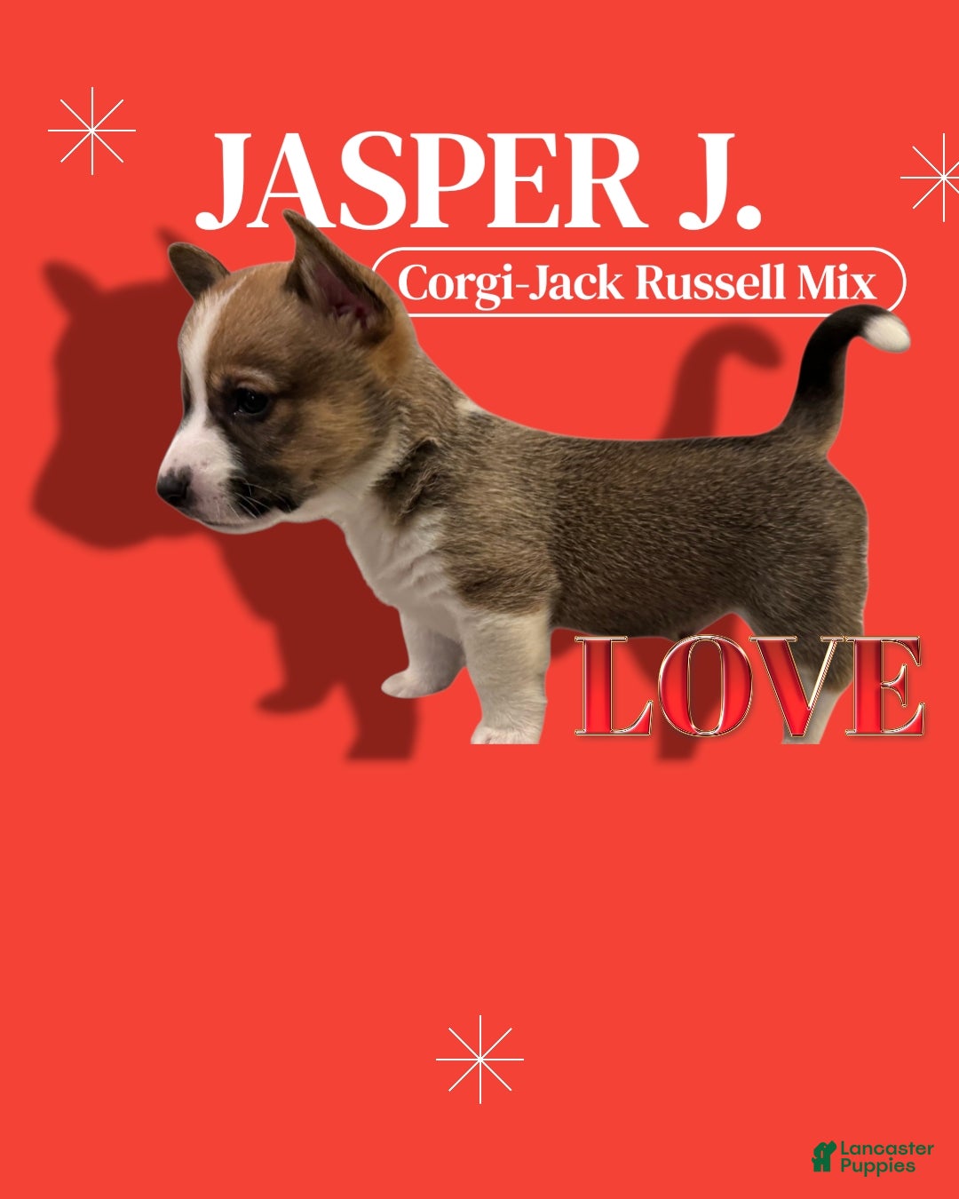 Mixed Breed dogs Jasper - Ad 37