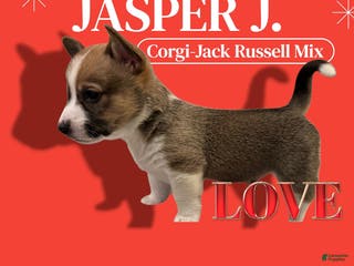 Mixed Breed dogs Jasper - Ad 37