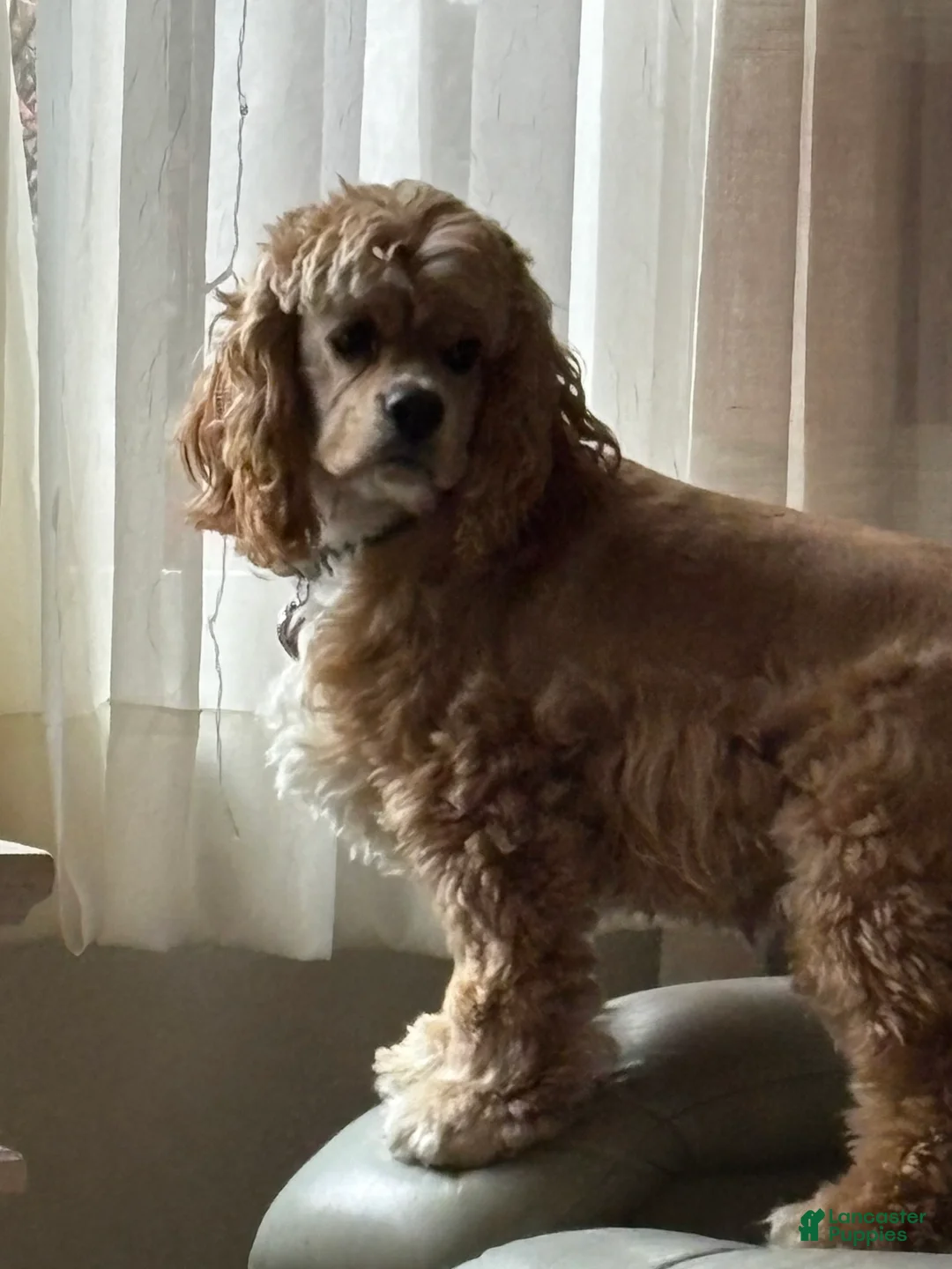 Gallery Image {{count}}