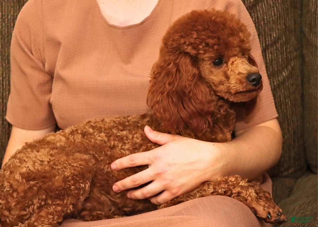 Miniature Poodle dogs for sale: Marshall - Ad 19