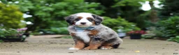 Mini Bernedoodle dogs for sale: Zeke - Ad 1