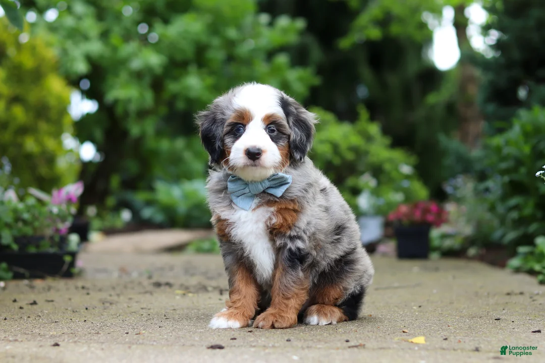 Mini Bernedoodle dogs for sale: Zeke - Ad 1