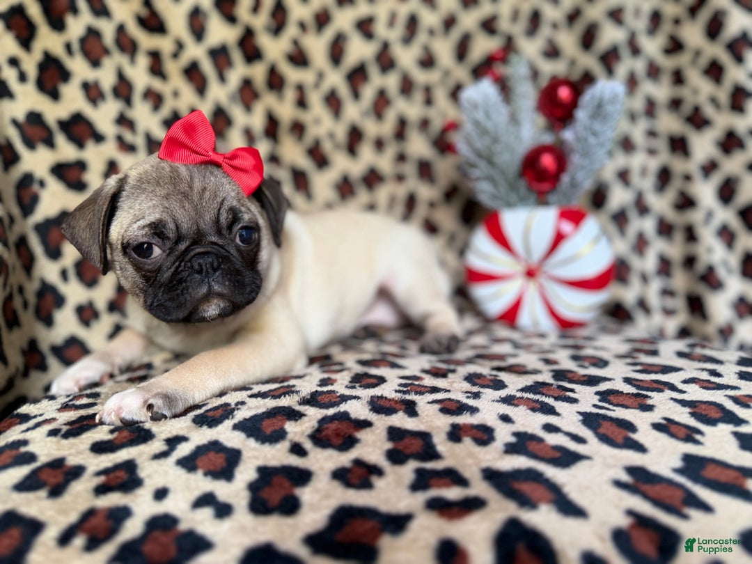 Pug dogs for sale: Angel - Ad 7