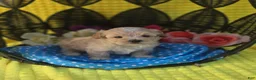 Maltipoo dogs for sale: Gypsy  - Ad 5