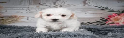 Bichon Frise dogs for sale: AKC-Freddie - Ad 2