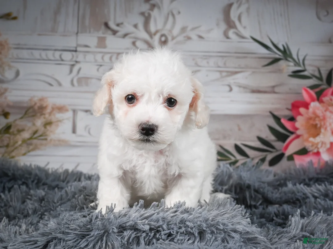 Bichon Frise dogs for sale: AKC-Freddie - Ad 2
