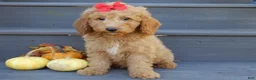 Mini Goldendoodle dogs for sale: Zara - Ad 7
