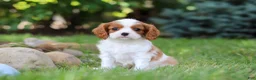 Cavalier King Charles Spaniel dogs for sale: Benji - Ad 5