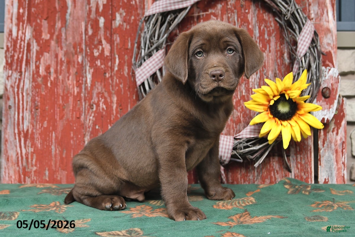 Labrador Retriever dogs Maxwell - Ad 2