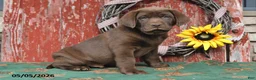 Labrador Retriever dogs for sale: Maxwell - Ad 2