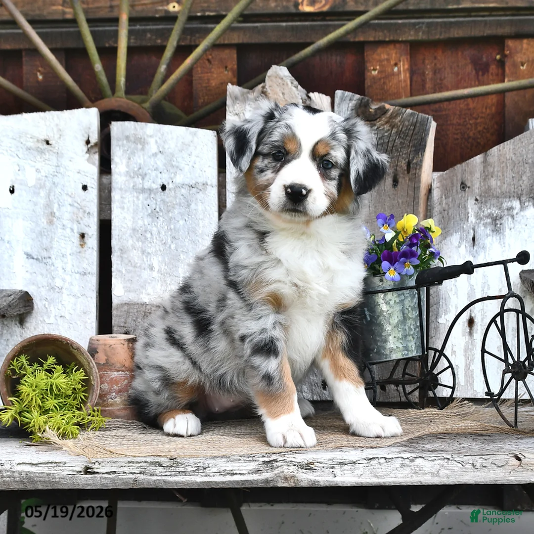 Australian Shepherd dogs for sale: Abby - Ad 1