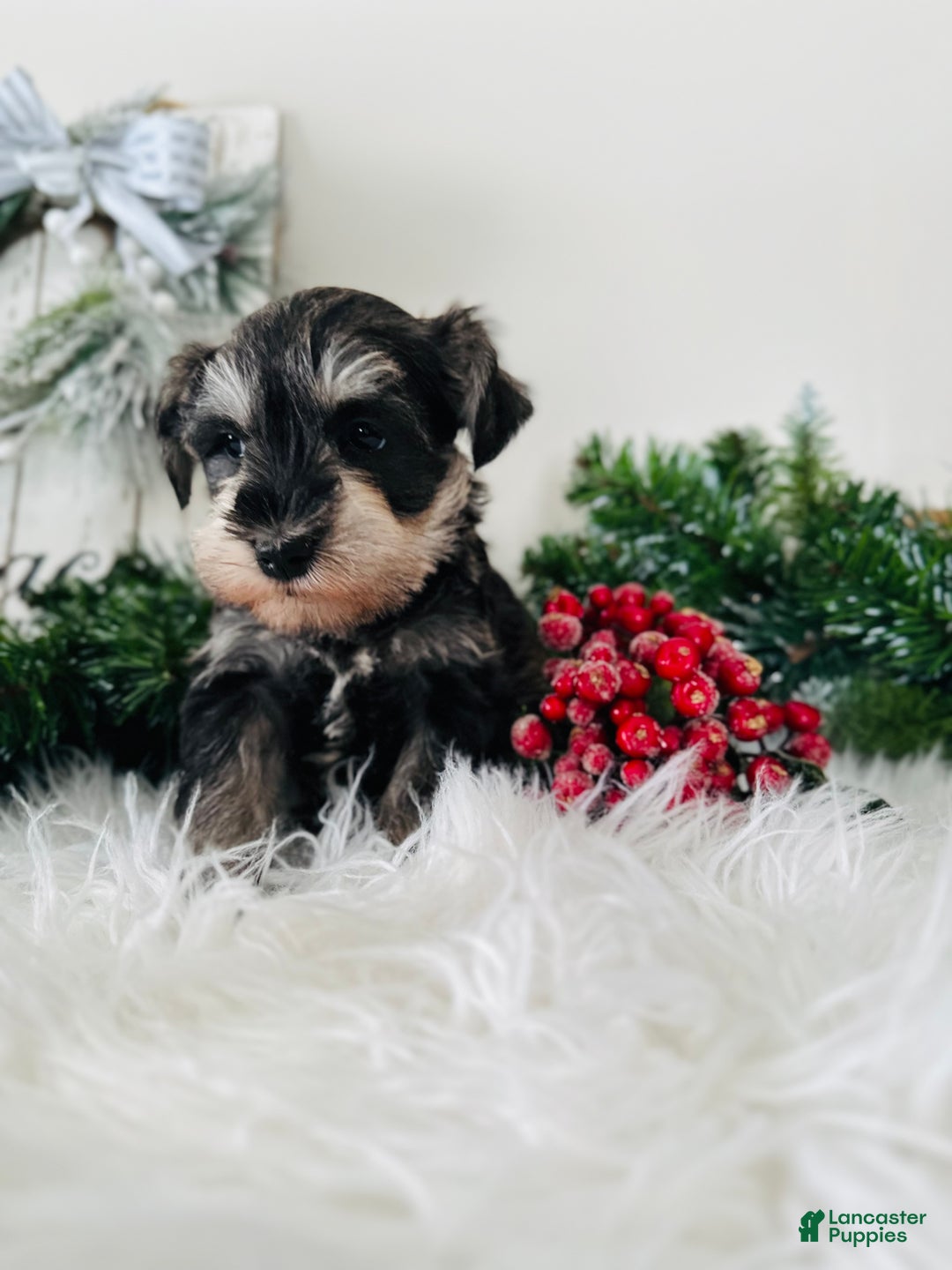 Miniature Schnauzer dogs for sale: Bandit - Ad 9