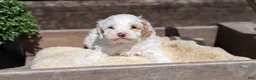 Cockapoo dogs for sale: Logan - Ad 9