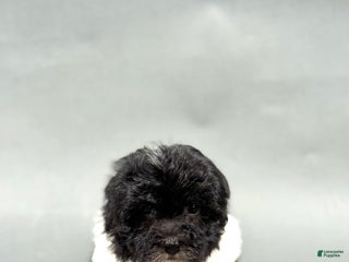 Havanese dogs - Ad 17