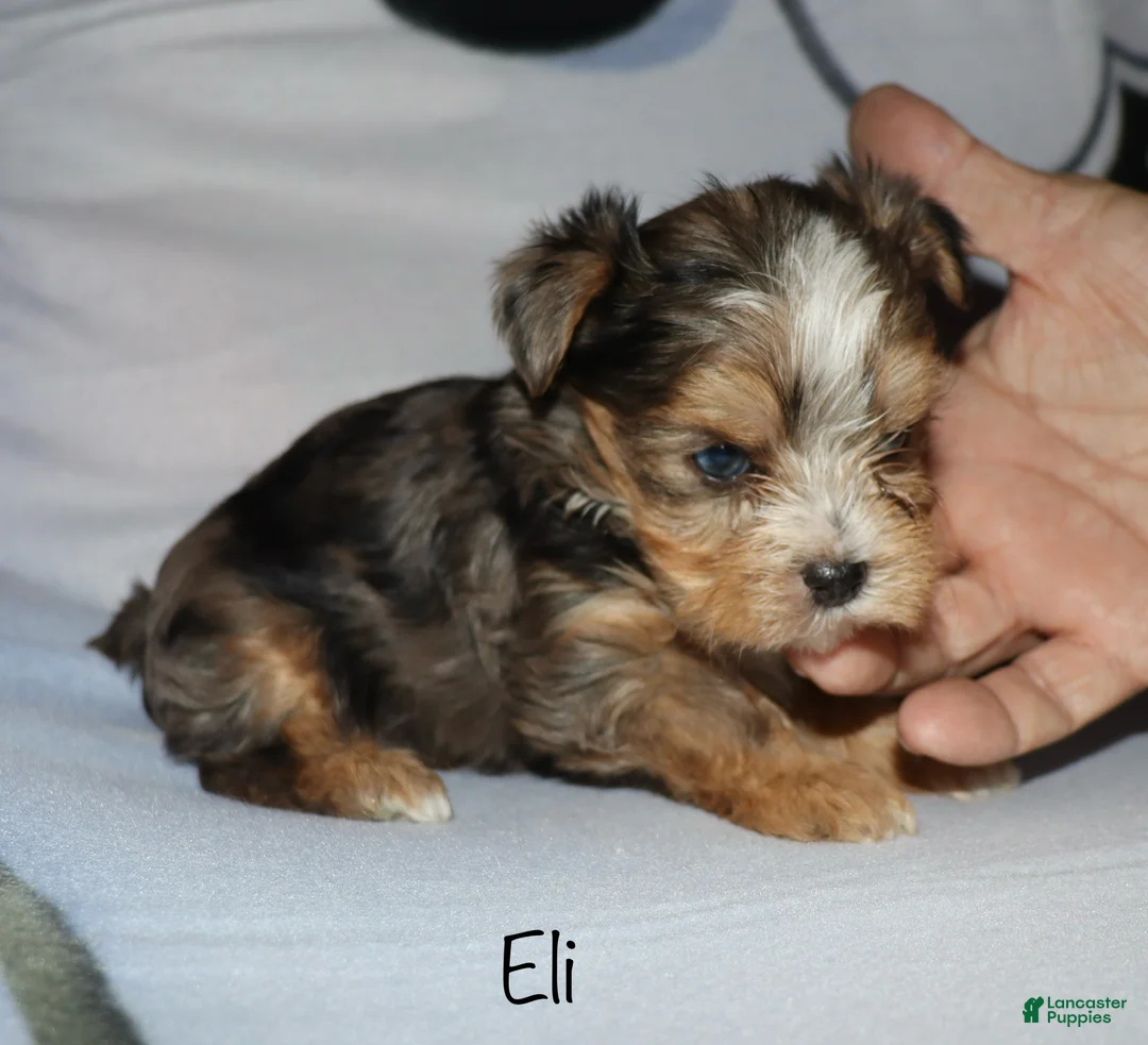 Yorkshire Terrier dogs for sale: Eli - merle parti - Ad 8