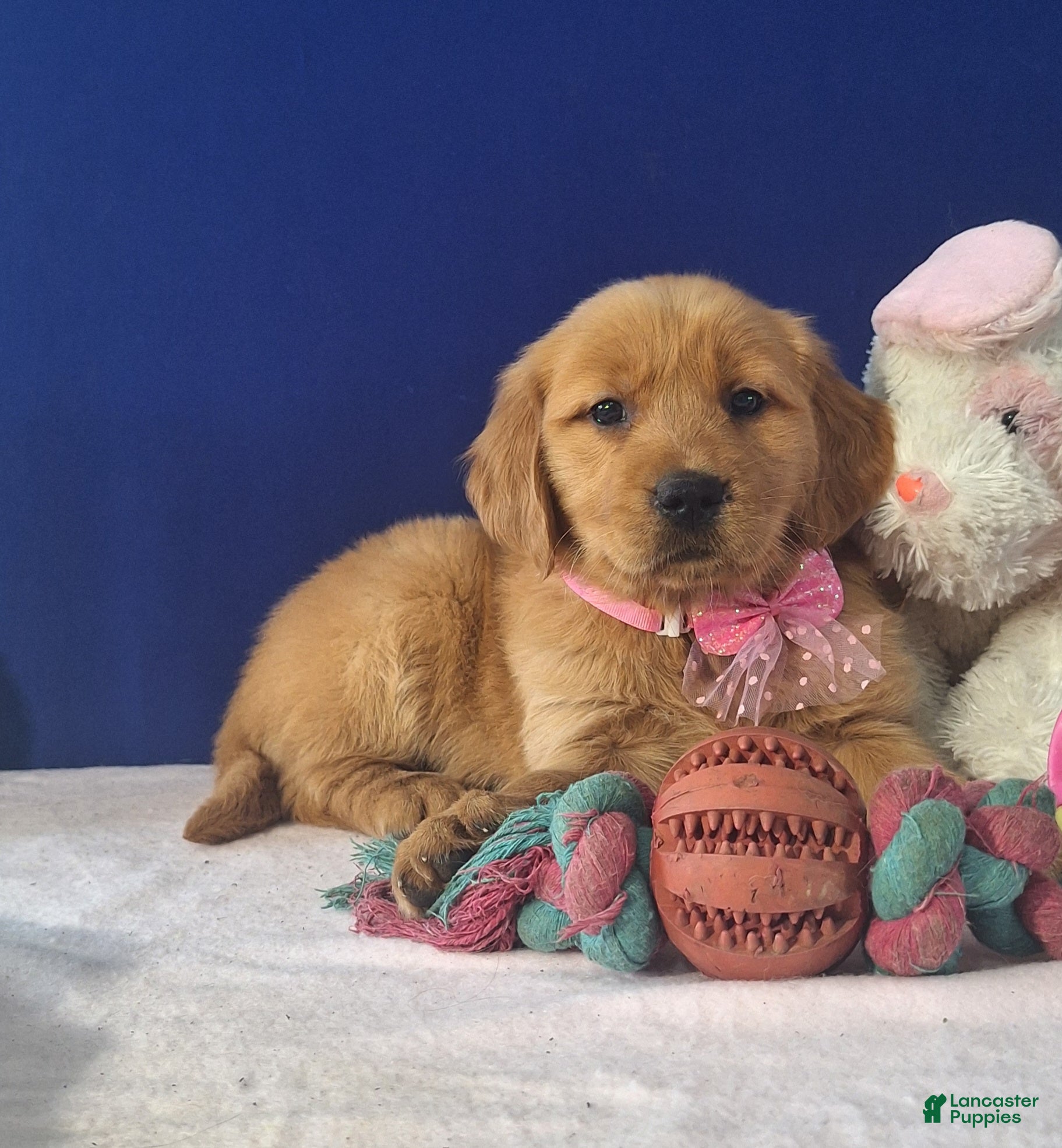 Golden Retriever dogs Abriella - Ad 2