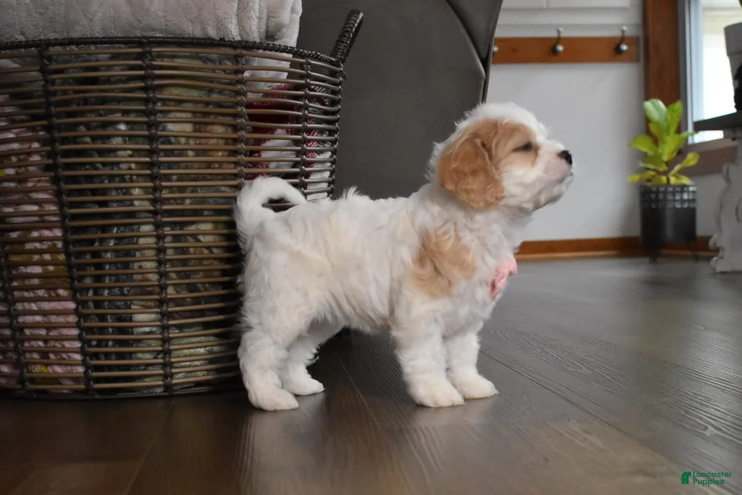 Cavachon dogs for sale: Callie  - Ad 2