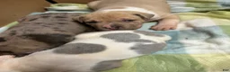 American Bully dogs for sale: American Bully Puppy 3 - Ad 6