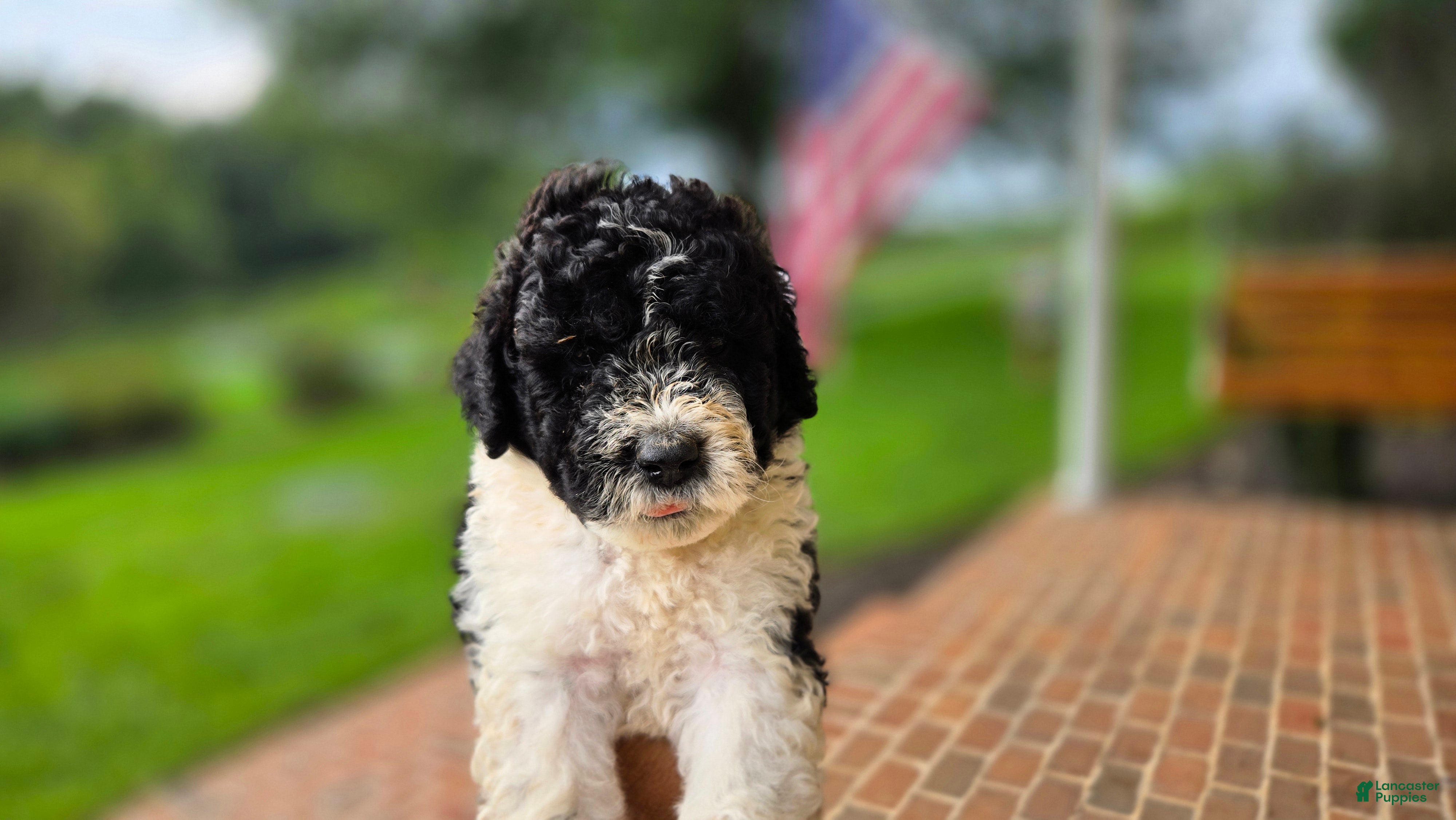 Portuguese Water Dog dogs Sampson - Ad 1