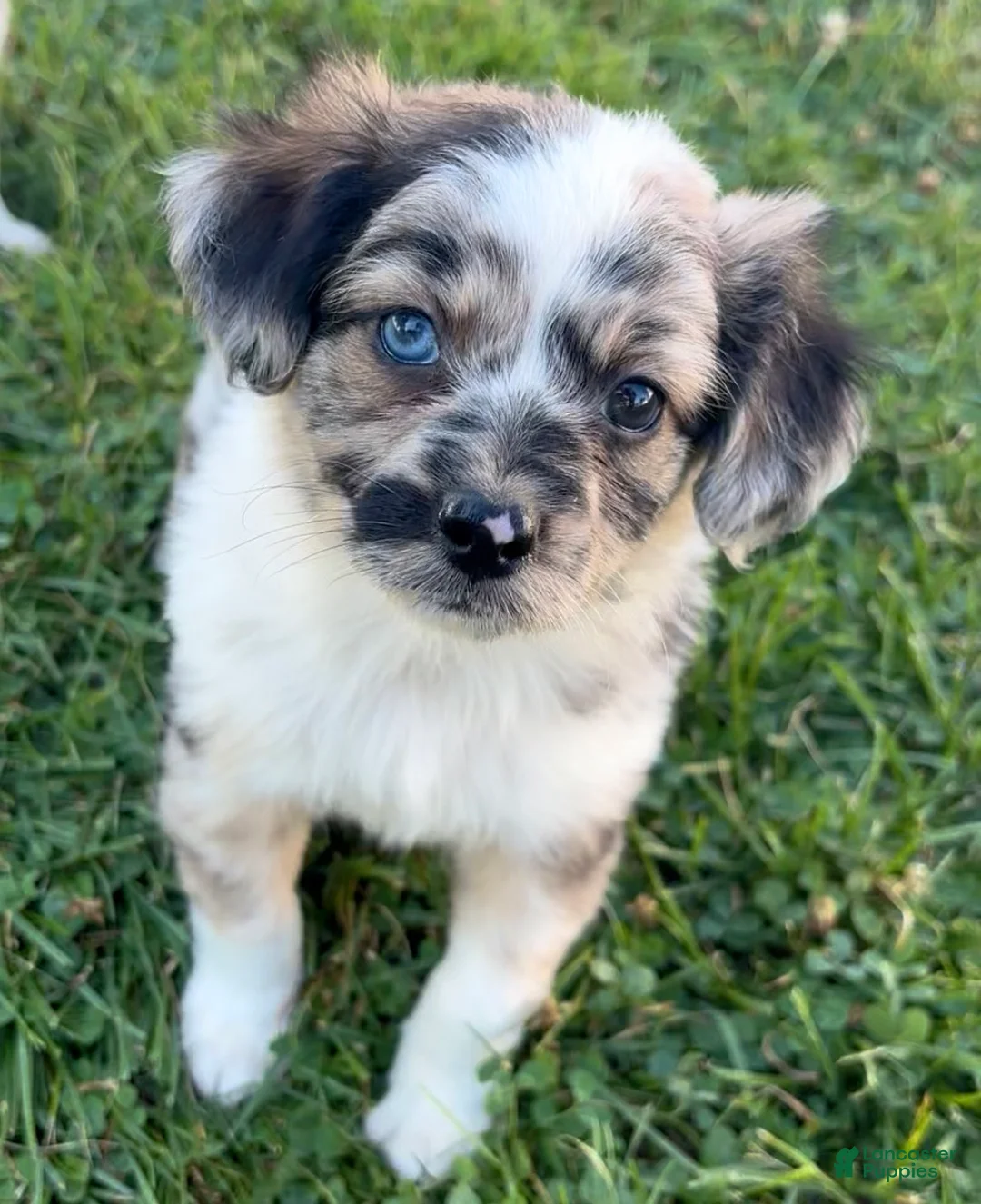 Mini Aussiedoodle dogs for sale: Jasper - Ad 2
