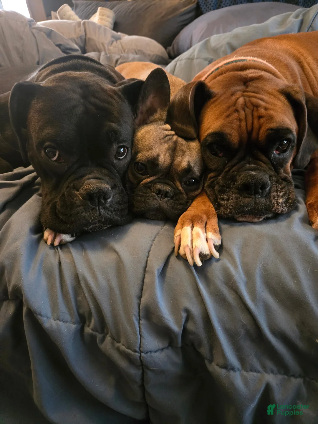Boxer dogs for sale: Boxer 3 - Ad 2