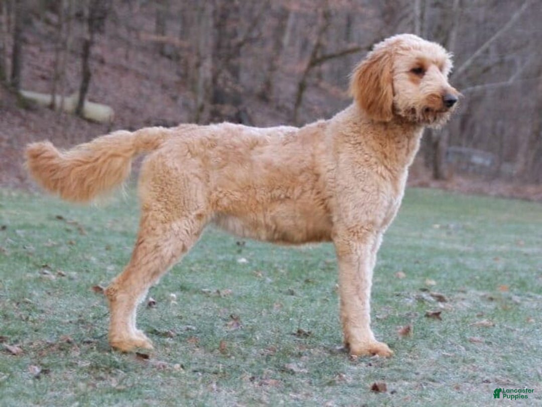 Goldendoodle dogs for sale: Marshal - Ad 6