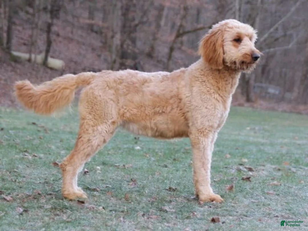 Goldendoodle dogs for sale: Marcey - Ad 5