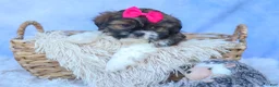 Shih Tzu dogs for sale: STELLA - Ad 4