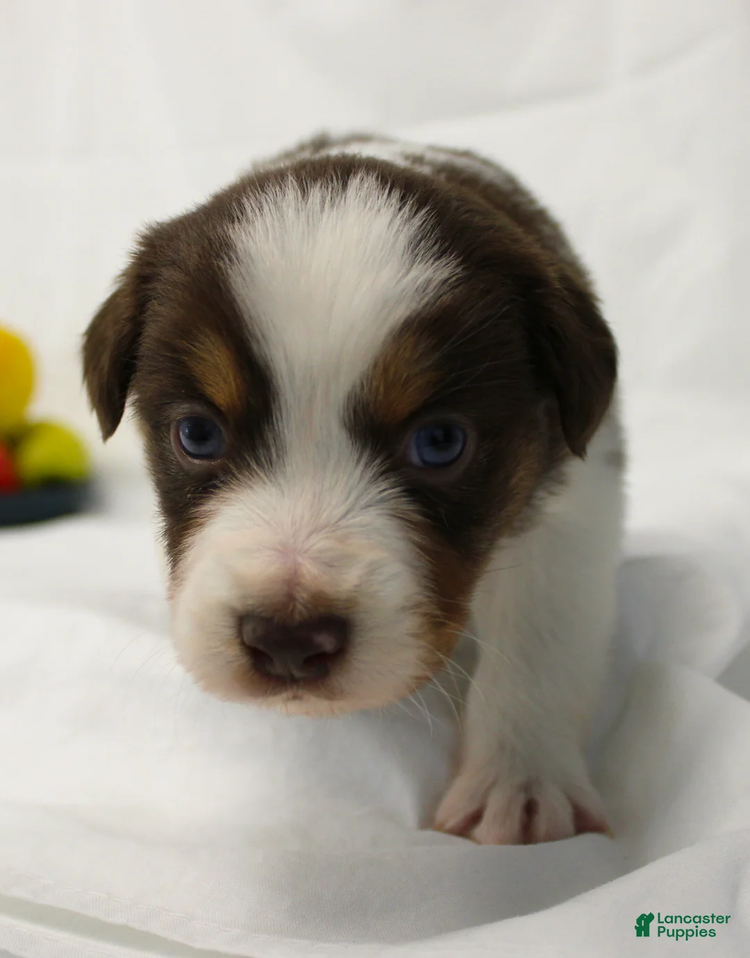 Australian Shepherd dogs for sale: Rose - Ad 2