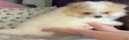 Pomeranian dogs for sale: Pomeranian Puppy Toby  - Ad 3