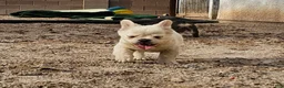 French Bulldog dogs for sale: French Bulldog Puppy 1 - Ad 12