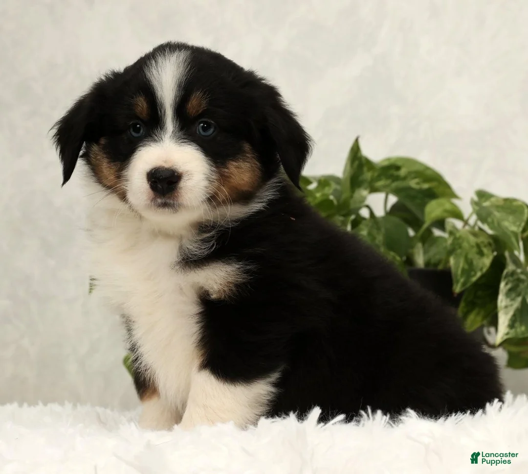 Miniature Australian Shepherd dogs for sale: Sophie - Ad 3