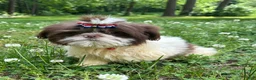 Shih Tzu dogs for sale: Willie - Ad 3