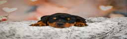 Rottweiler dogs for sale: Ace - Ad 8
